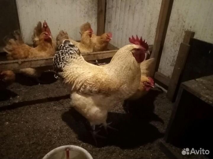 Инкубационное яйцо, цыплята породных кур