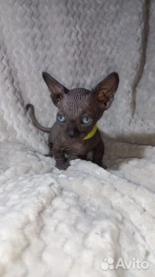 Бамбино,эльфы,двэльфы