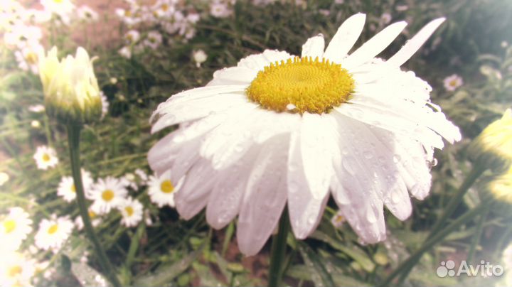 Разносортные растения для начинающих