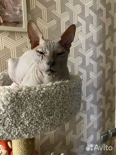 Донской сфинкс вязка