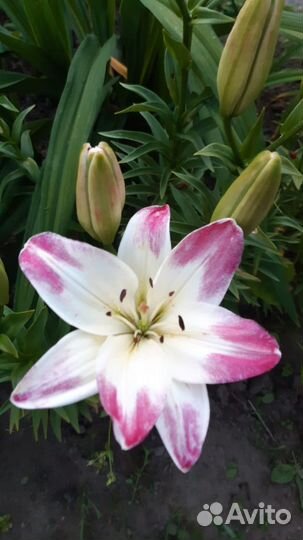 Цветы лилии луковицы