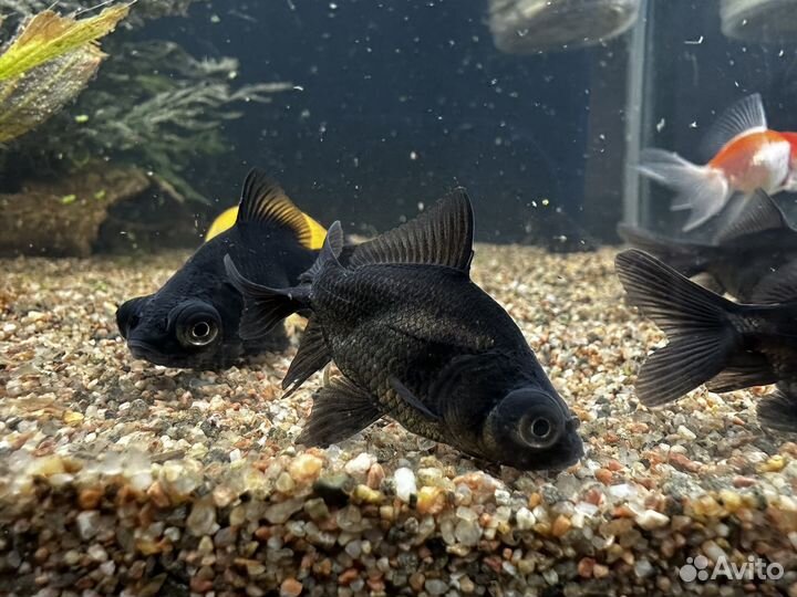 Карпы кои, кометы и другие золотые рыбки