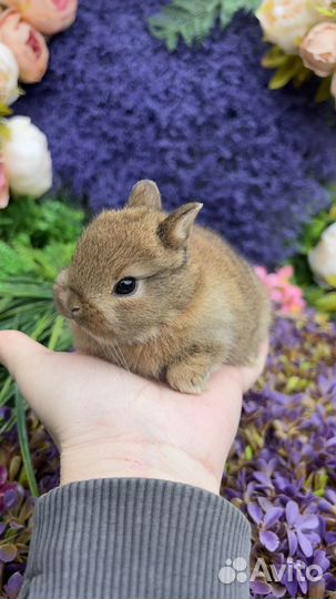 Декоративный кролик Маленький