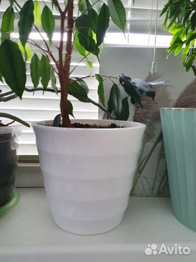 Фикус Бенджамина Даниэль с горшком
