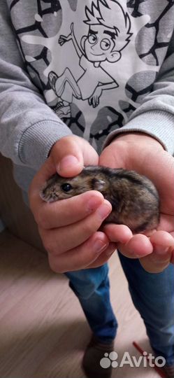 Джунгарский хомяк мальчик
