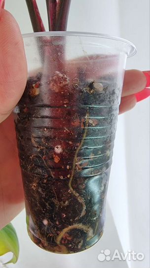 Сингониум клубничный лед