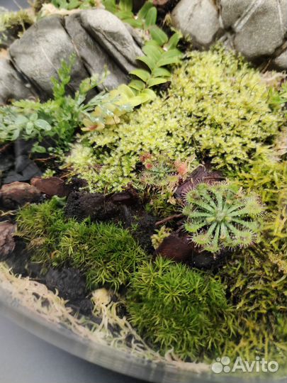 Флорариум с живыми мхами 12 л