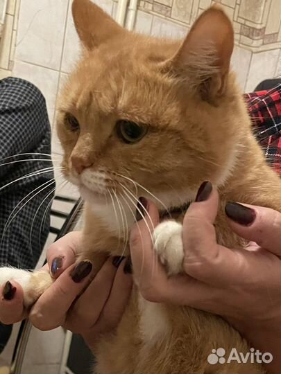 Помогите Кошечке