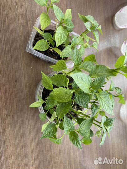 Рассада перцев сочных вкусных