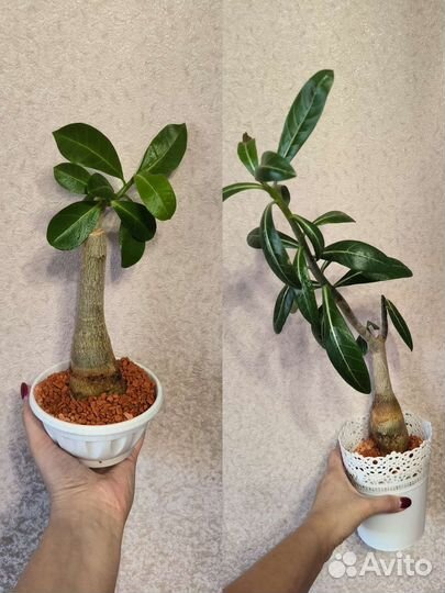 Алоказия гагеана вар, Адениум, Монстера альба