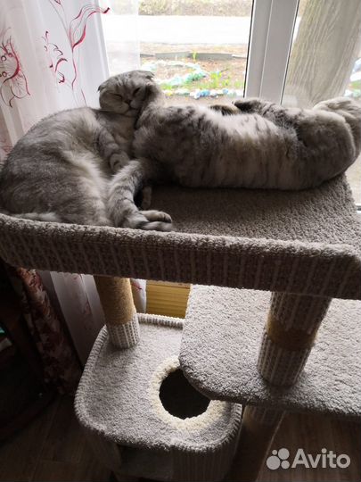 Котики бесплатно