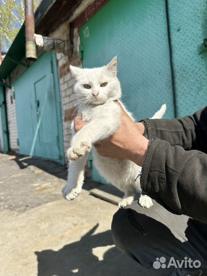 Классный молодой кот в добрые руки