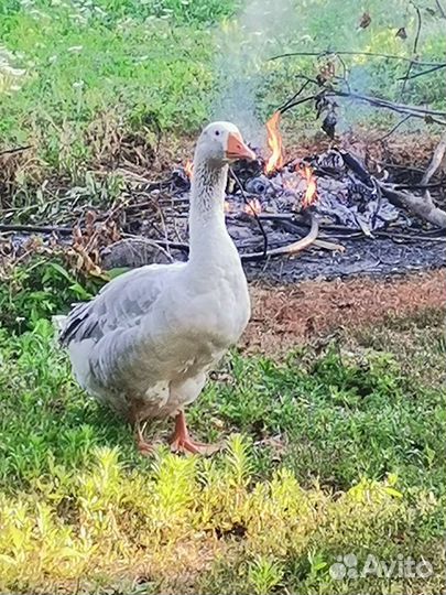 Гуси