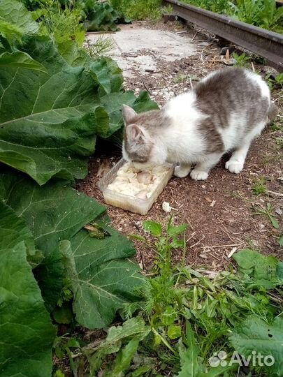 Подкинули кота.Ласковый