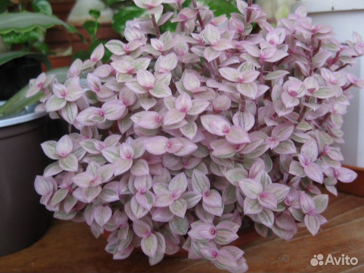 Коллизия мелколистная, 3 сорта