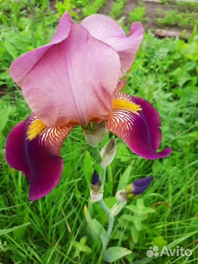 Цветы многолетники: ирисы, лилейники, хосты