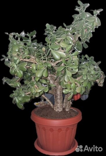 Денежное дерево,красула, толстянка