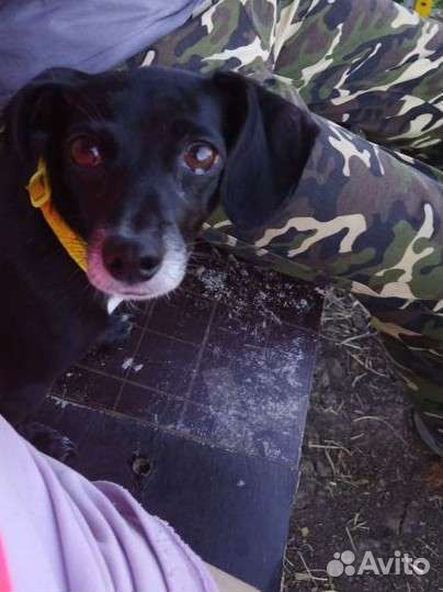 Передержка для собак