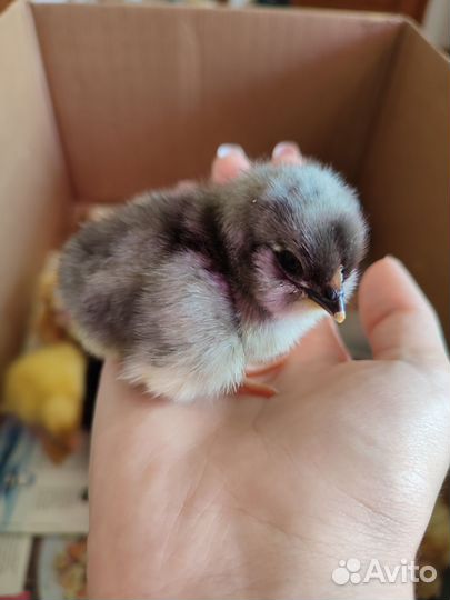 Цыплята суточные