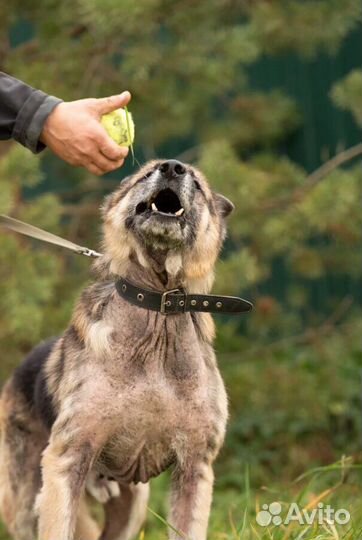 Немецкая овчарка в добрые руки