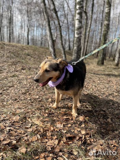Спокойная небольшая собака в добрые руки
