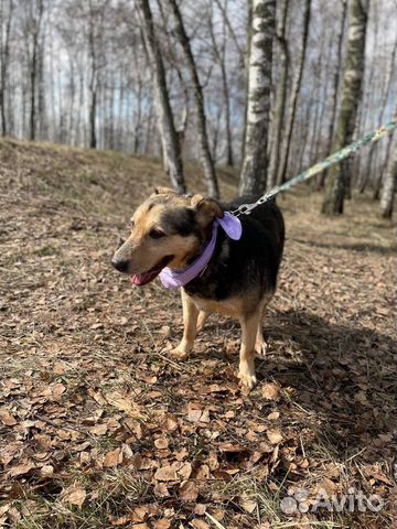 Спокойная небольшая собака в добрые руки