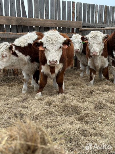 Тёлки и нетели Герефордской породы