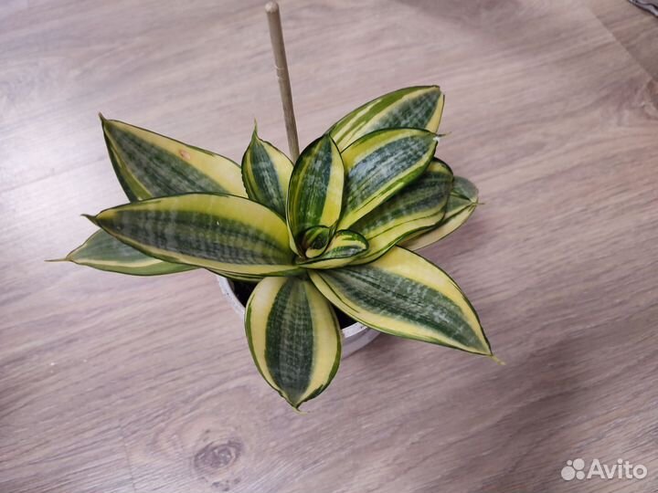 Сансевиерия