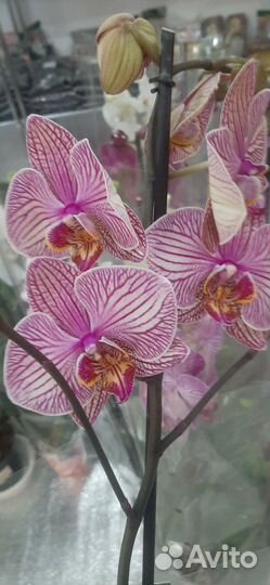 Орхидея фаленопсис2
