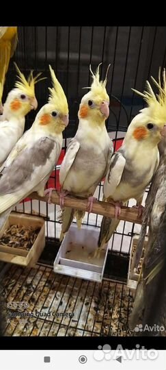 Попугаи 