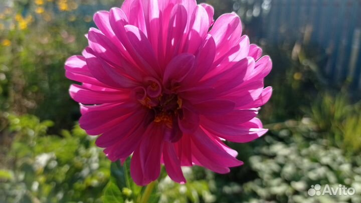 Георгины клубни