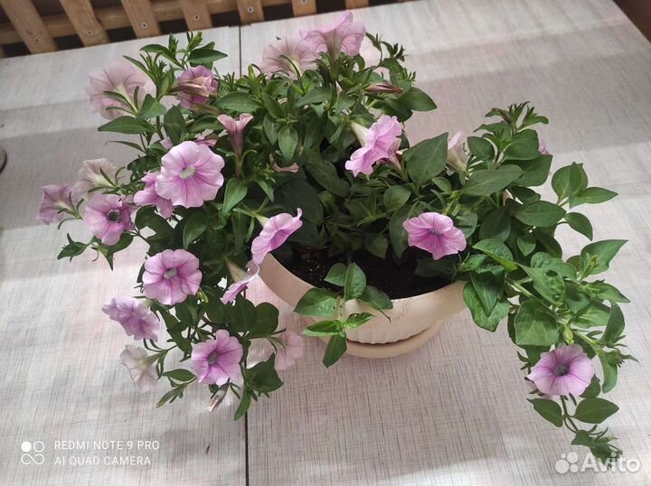 Петуния ампельная