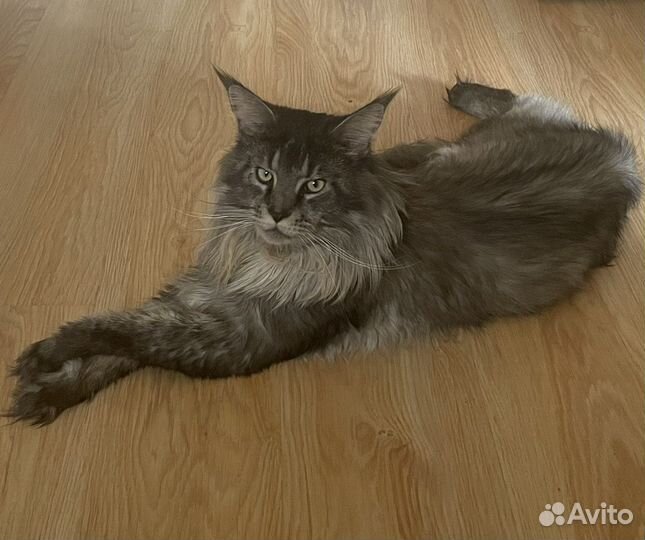 Вязка кошек