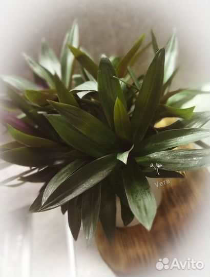 Традесканция