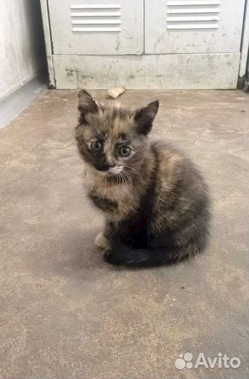 Котята девочки