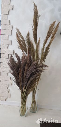 Тростник (сухоцвет )