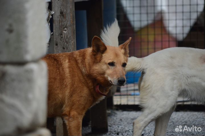 Собака Джек из приюта хочет домой