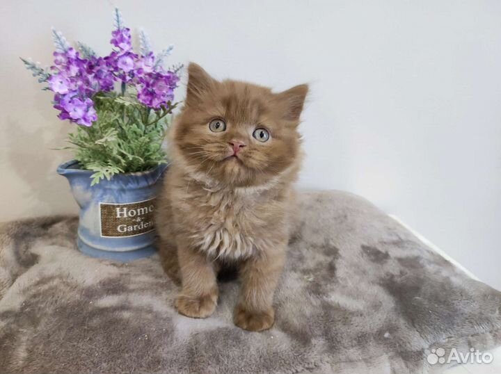 Сладкий пирожок, котик циннамон