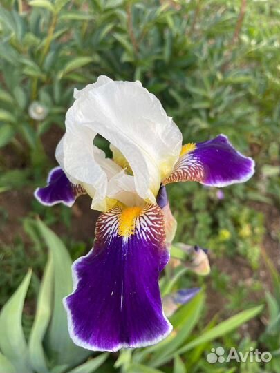 Растения для сада