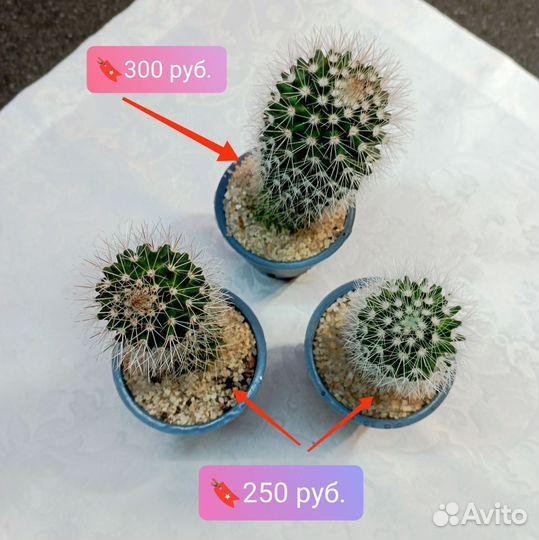 Маммилярия Бакеберга