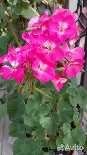 Герань (пеларгония)