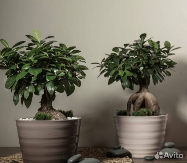 Фикус микрокарпа