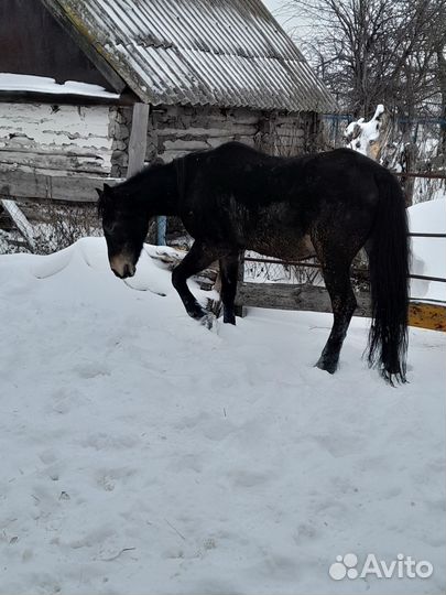 Лошади