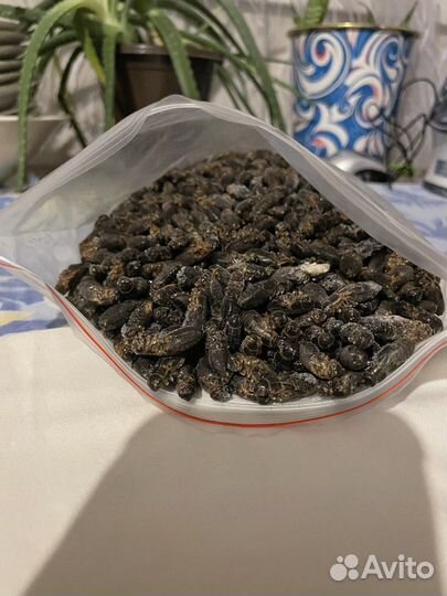 Замороженные сверчки