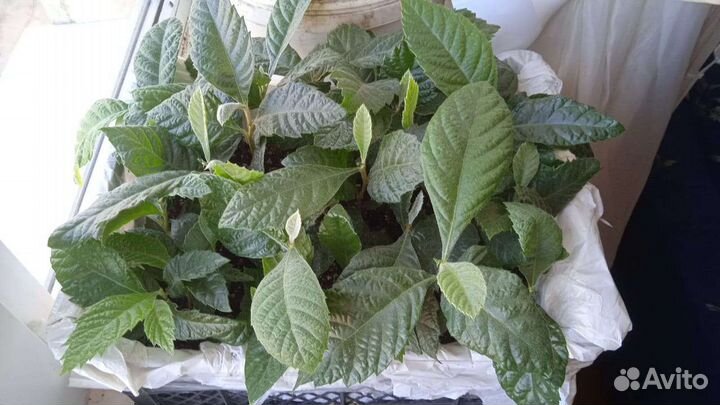 Мушмула японская (локва), ящиком сеянцы