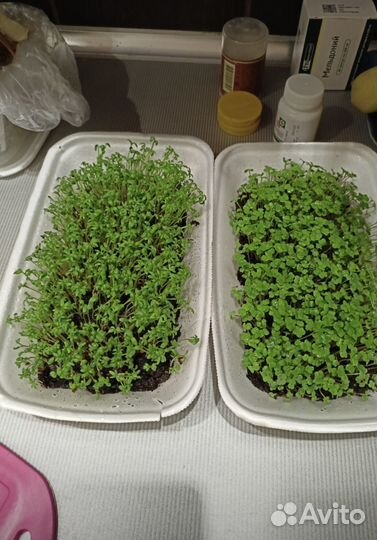 Микрозелень