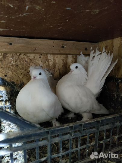 Голуби