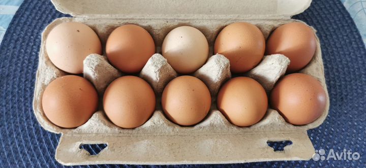 Яйцо деревенское домашнее