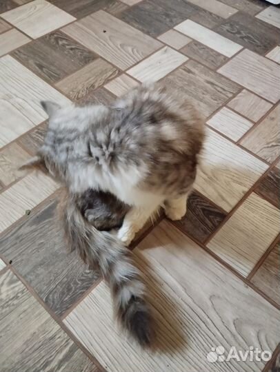 Котёнок мальчик помесь мейн кун в хорошие руки