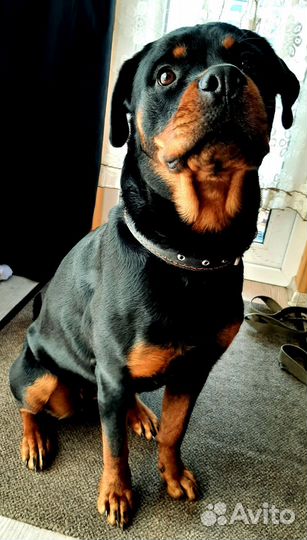 Вязка собак